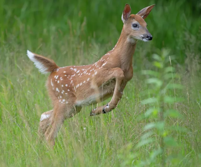 Framed Print : RF - White-tailed deer (Odocoileus virginianus) fawn leaping through grassland, Acadia National Park, Maine, USA. July Framed Print : RF - White-tailed deer (Odocoileus virginianus) fawn leaping through grassland, Acadia National Park, Maine, USA. July