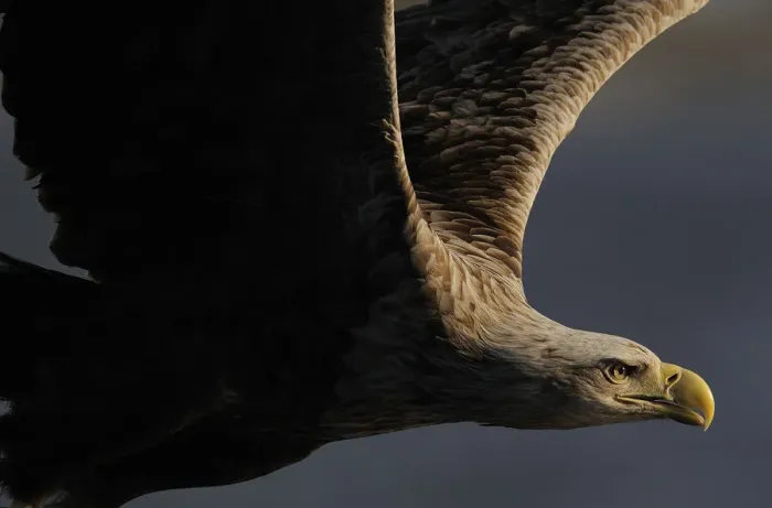 Framed Print : RF- White tailed sea eagle (Haliaeetus albicilla) in flight, Flatanger, Norway, June Framed Print : RF- White tailed sea eagle (Haliaeetus albicilla) in flight, Flatanger, Norway, June