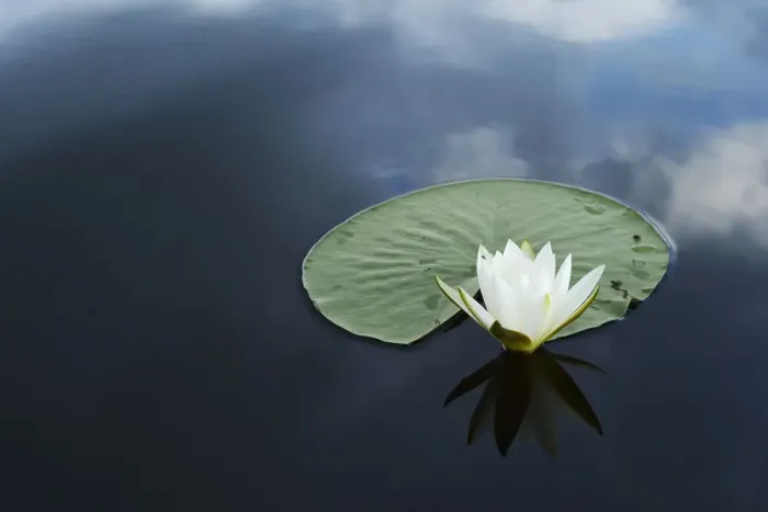 Framed Print : RF- White water lily (Nymphaea alba) on calm water, Danube delta rewilding area, Romania Framed Print : RF- White water lily (Nymphaea alba) on calm water, Danube delta rewilding area, Romania