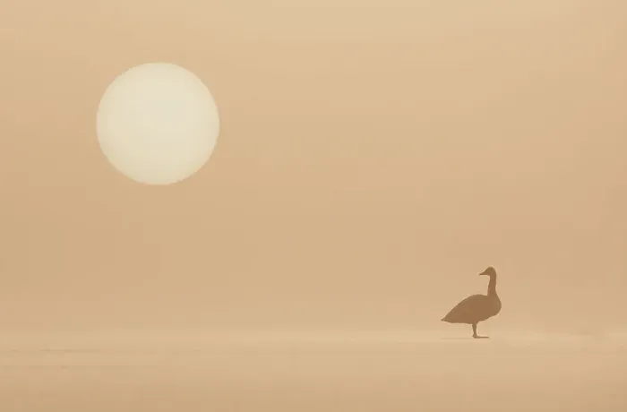 Framed Print : RF- Whooper Swan (Cygnus cygnus) standing on frozen loch at dawn in winter. Loch Insh, Cairngorms National Park, Scotland, UK Framed Print : RF- Whooper Swan (Cygnus cygnus) standing on frozen loch at dawn in winter. Loch Insh, Cairngorms National Park, Scotland, UK