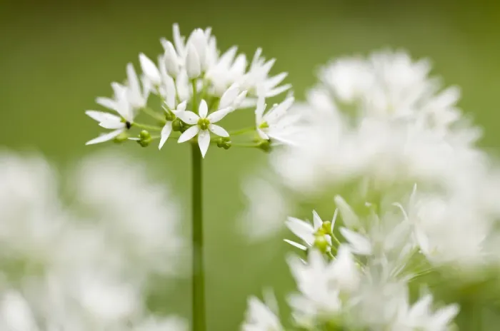Framed Print : RF- Wild garlic / Ramsons (Allium ursinum) flowering in woodland, Cornwall, England Framed Print : RF- Wild garlic / Ramsons (Allium ursinum) flowering in woodland, Cornwall, England