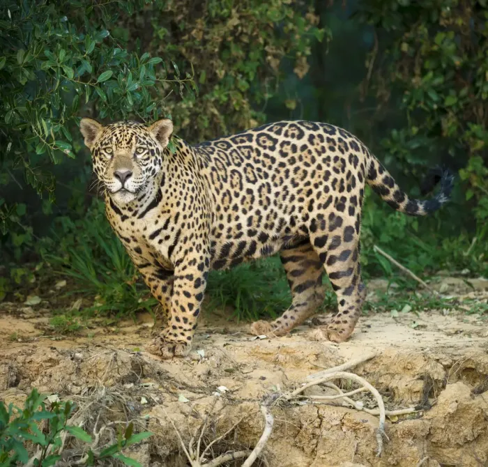 Framed Print : RF- Wild male Jaguar (Panthera onca palustris) along the bank of the Cuiaba River Framed Print : RF- Wild male Jaguar (Panthera onca palustris) along the bank of the Cuiaba River