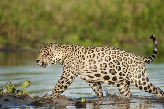 Framed Print : RF- Wild male Jaguar (Panthera onca palustris) running through shallows of backwater Framed Print : RF- Wild male Jaguar (Panthera onca palustris) running through shallows of backwater