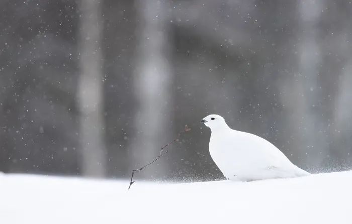 Framed Print : RF - Willow grouse (Lagopus lagopus) in a snow blizzard, Finland. March. (This image may be licensed either as rights managed or royalty free.) Framed Print : RF - Willow grouse (Lagopus lagopus) in a snow blizzard, Finland. March. (This image may be licensed either as rights managed or royalty free.)