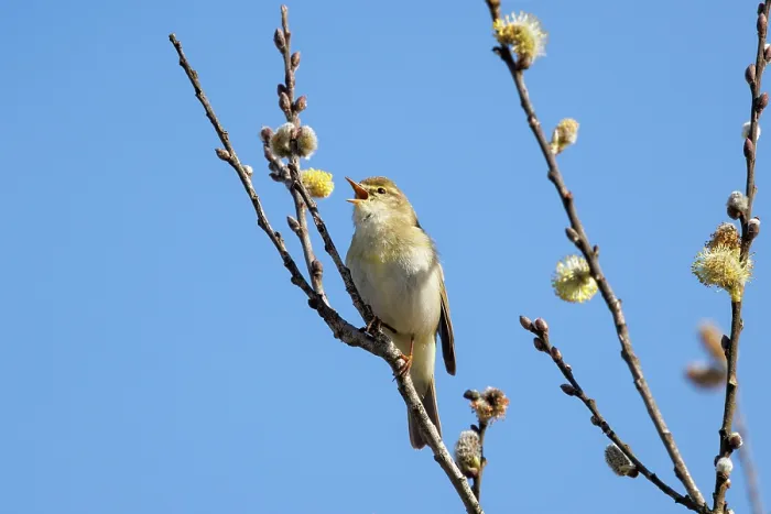 Framed Print : RF - Willow warbler (Phylloscopus trochilus) perched in Willow tree singing, Upper Bavaria, Germany. April. (This image may be licensed either as rights managed or royalty free.) Framed Print : RF - Willow warbler (Phylloscopus trochilus) perched in Willow tree singing, Upper Bavaria, Germany. April. (This image may be licensed either as rights managed or royalty free.)