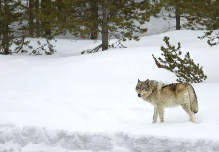 Framed Print : RF - Wolf (Canis lupus) walking in snow. Yellowstone National Park, USA. February Framed Print : RF - Wolf (Canis lupus) walking in snow. Yellowstone National Park, USA. February