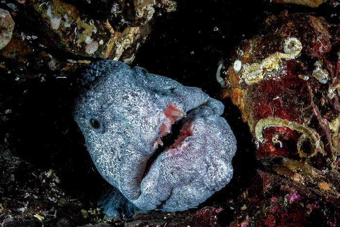 Framed Print : RF - Wolf eel (Anarrhichthys ocellatus) peering out from reef, portrait, off Vancouver Island, British Columbia, Canada, Pacific Ocean Framed Print : RF - Wolf eel (Anarrhichthys ocellatus) peering out from reef, portrait, off Vancouver Island, British Columbia, Canada, Pacific Ocean