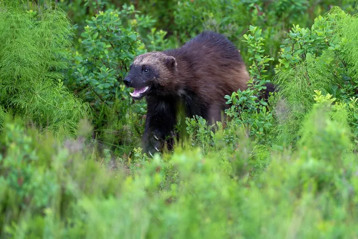 Framed Print : RF - Wolverine (Gulo gulo) walking through vegetation, Karbole, Halsingland, Sweden. July. (This image may be licensed either as rights managed or royalty free.) Framed Print : RF - Wolverine (Gulo gulo) walking through vegetation, Karbole, Halsingland, Sweden. July. (This image may be licensed either as rights managed or royalty free.)
