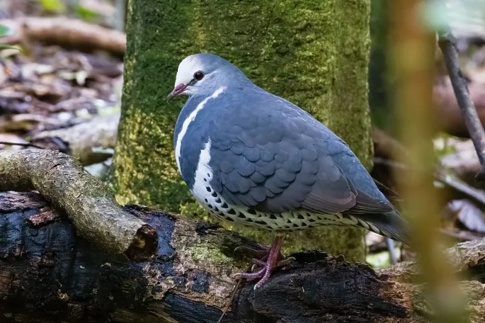 Framed Print : RF - Wonga pigeon (Leucosarcia picata) perched on branch, eastern Australian temperate rainforest, Border Ranges, Queensland, Australia Framed Print : RF - Wonga pigeon (Leucosarcia picata) perched on branch, eastern Australian temperate rainforest, Border Ranges, Queensland, Australia