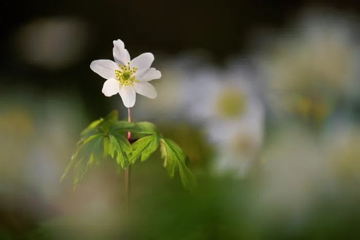 Framed Print : RF - Wood anemone (Anemone nemorosa) in flower, RHS Rosemoor, near Great Torrington, Devon, UK. March. (This image may be licensed either as rights managed or royalty free.)