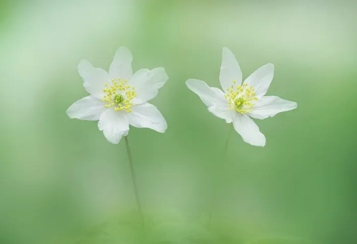 Framed Print : RF - Wood anemones (Anemonoides nemorosa) in flower, Clare Glen, Tandragee, County Armagh, Northern Ireland, UK. April Framed Print : RF - Wood anemones (Anemonoides nemorosa) in flower, Clare Glen, Tandragee, County Armagh, Northern Ireland, UK. April