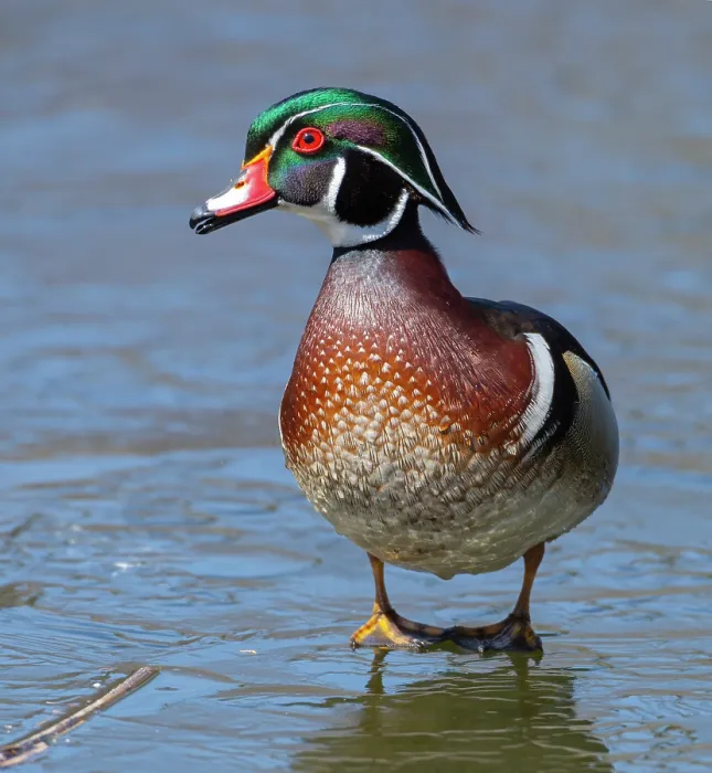 Framed Print : RF - Wood duck (Aix sponsa) male in breeding plumage, walking on a frozen pond, Acadia National Park, Maine, USA. April Framed Print : RF - Wood duck (Aix sponsa) male in breeding plumage, walking on a frozen pond, Acadia National Park, Maine, USA. April