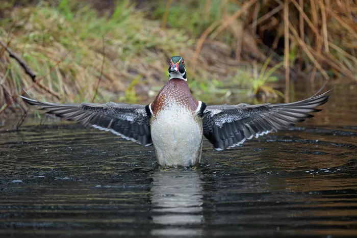 Framed Print : RF - Wood duck (Aix sponsa) male in breeding plumage, stretching its wings, Acadia National Park, Maine, USA. April Framed Print : RF - Wood duck (Aix sponsa) male in breeding plumage, stretching its wings, Acadia National Park, Maine, USA. April