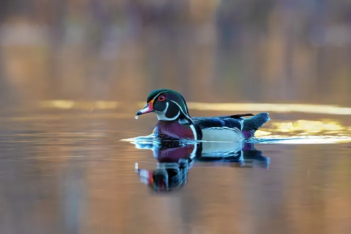 Framed Print : RF - Wood duck (Aix sponsa) male in breeding plumage swimming on a beaver pond at sunrise, Acadia National Park, Maine, USA. May Framed Print : RF - Wood duck (Aix sponsa) male in breeding plumage swimming on a beaver pond at sunrise, Acadia National Park, Maine, USA. May