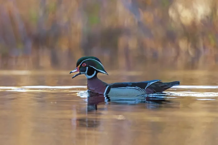 Framed Print : RF - Wood duck (Aix sponsa) male in breeding plumage swimming on a beaver pond at sunrise, Acadia National Park, Maine, USA. May Framed Print : RF - Wood duck (Aix sponsa) male in breeding plumage swimming on a beaver pond at sunrise, Acadia National Park, Maine, USA. May