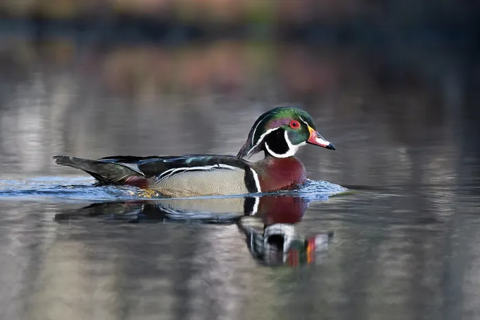 Framed Print : RF - Wood duck (Aix sponsa) male in breeding plumage on water, Acadia National Park, Maine, USA. April. (This image may be licensed either as rights managed or royalty free.) Framed Print : RF - Wood duck (Aix sponsa) male in breeding plumage on water, Acadia National Park, Maine, USA. April. (This image may be licensed either as rights managed or royalty free.)