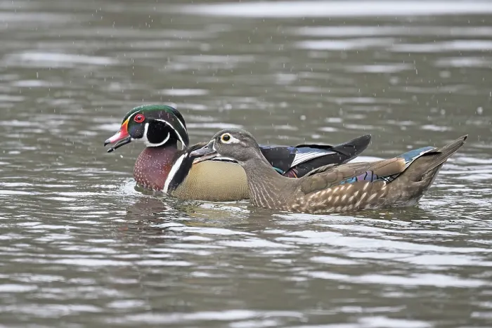 Framed Print : RF - Wood ducks (Aix sponsa) pair on water in early spring rainfall, Acadia National Park, Maine, USA. April Framed Print : RF - Wood ducks (Aix sponsa) pair on water in early spring rainfall, Acadia National Park, Maine, USA. April