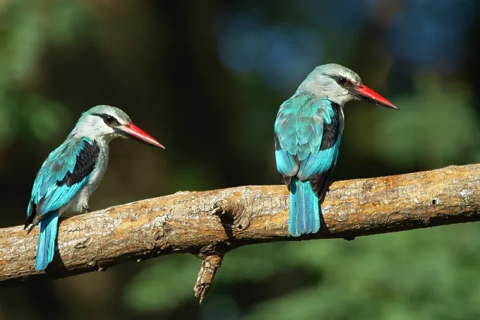 Framed Print : RF - Two Woodland kingfishers (Halcyon senegalensis) perched on branch, Marakele Private Reserve, Waterberg Biosphere Reserve, Limpopo Province, South Africa Framed Print : RF - Two Woodland kingfishers (Halcyon senegalensis) perched on branch, Marakele Private Reserve, Waterberg Biosphere Reserve, Limpopo Province, South Africa