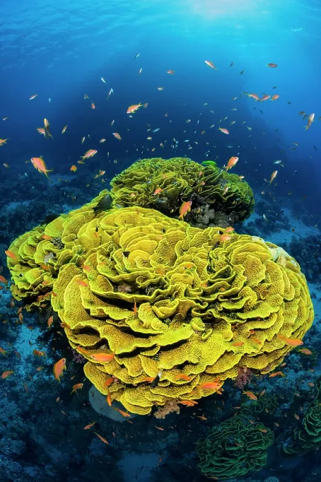 Framed Print : RF - Yellow cabbage coral (Turbinaria reniformis) growing on a coral reef, surrounded by Scalefin anthias (Pseudanthias squamipinnis), Ras Mohammed National Park, Sinai, Egypt Framed Print : RF - Yellow cabbage coral (Turbinaria reniformis) growing on a coral reef, surrounded by Scalefin anthias (Pseudanthias squamipinnis), Ras Mohammed National Park, Sinai, Egypt