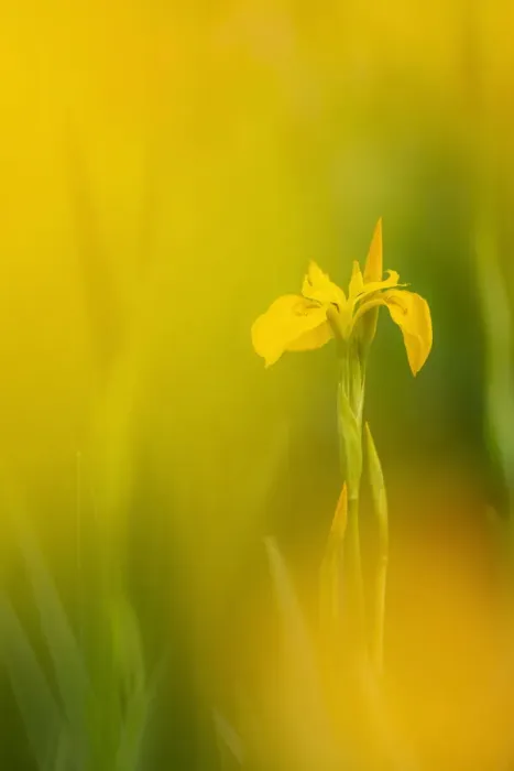 Framed Print : RF - Yellow flag iris (Iris pseudacorus). Cornwall, England, UK. May. (This image may be licensed either as rights managed or royalty free. )