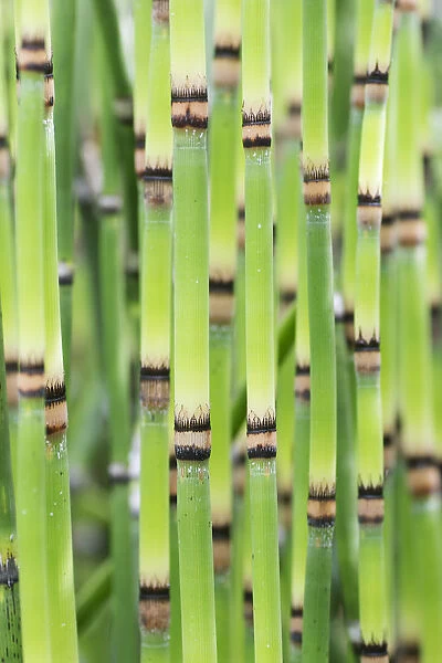 RF - Yellow groove bamboo (Phyllostachys aureosulcata) stems, Hortus Botanicus Leiden