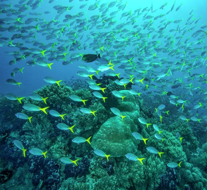 Framed Print : RF - Yellowtail fusiliers (Caesio cuning) school swimming over a reef with many healthy soft and hard corals, with an Eyestripe surgeonfish (Acanthurus dussumieri) among them Framed Print : RF - Yellowtail fusiliers (Caesio cuning) school swimming over a reef with many healthy soft and hard corals, with an Eyestripe surgeonfish (Acanthurus dussumieri) among them