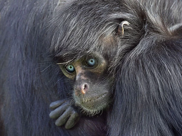 RF - Young Black headed spider monkey (Ateles fusciceps) with blue eyes, captive
