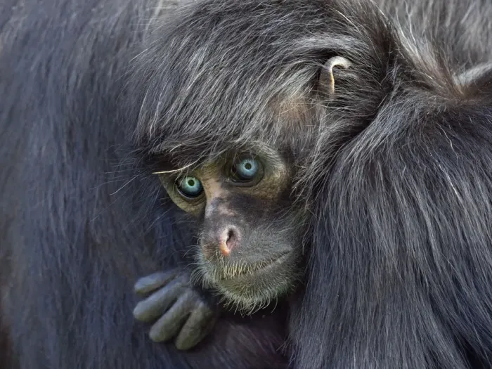 Framed Print : RF - Young Black headed spider monkey (Ateles fusciceps) with blue eyes, captive Framed Print : RF - Young Black headed spider monkey (Ateles fusciceps) with blue eyes, captive