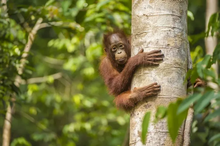 Framed Print : RF - Young Bornean orangutan (Pongo pygmaeus) in tree. Tanjung Puting National Park Framed Print : RF - Young Bornean orangutan (Pongo pygmaeus) in tree. Tanjung Puting National Park