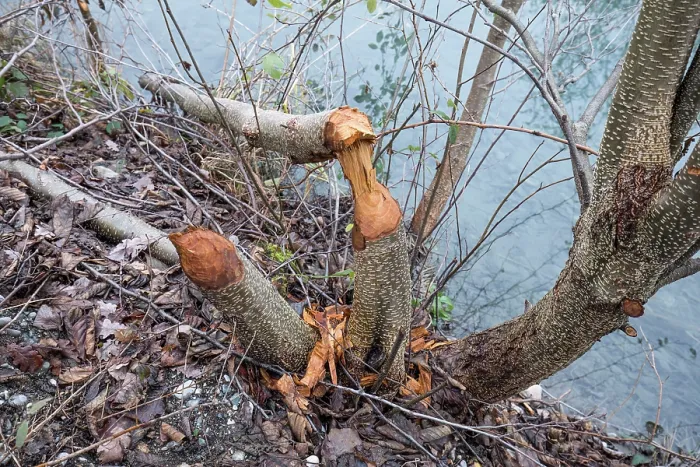 Framed Print : RF - Young trees gnawed by European beaver (Castor fiber) at water's edge, River Rhone, Alps, France Framed Print : RF - Young trees gnawed by European beaver (Castor fiber) at water's edge, River Rhone, Alps, France