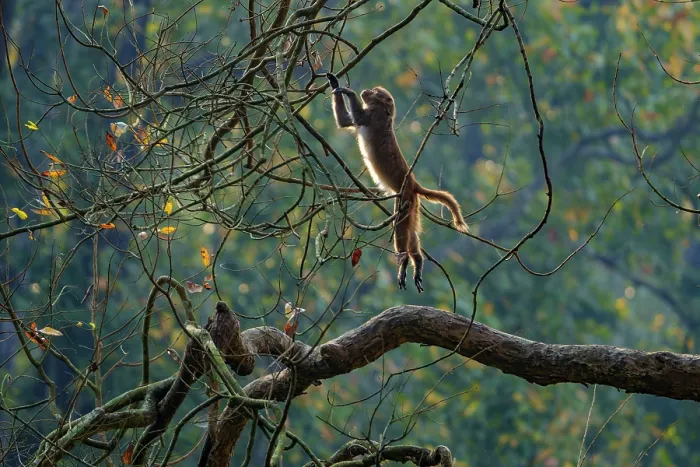 Framed Print : Rhesus macaque (Macaca mulatta) leaping from a branch in the forest, Bardiya National Park, Terai region, Nepal Framed Print : Rhesus macaque (Macaca mulatta) leaping from a branch in the forest, Bardiya National Park, Terai region, Nepal