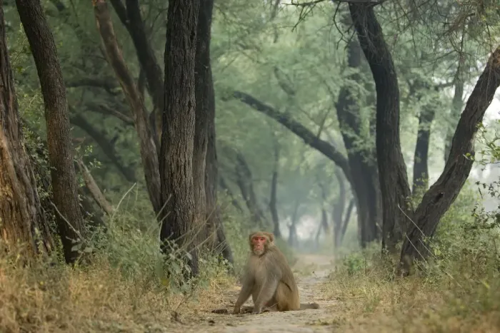 Framed Print : Rhesus macaque (Macaca mulatta) sitting on track in Keoladeo Ghana / Bharatpur NP Framed Print : Rhesus macaque (Macaca mulatta) sitting on track in Keoladeo Ghana / Bharatpur NP
