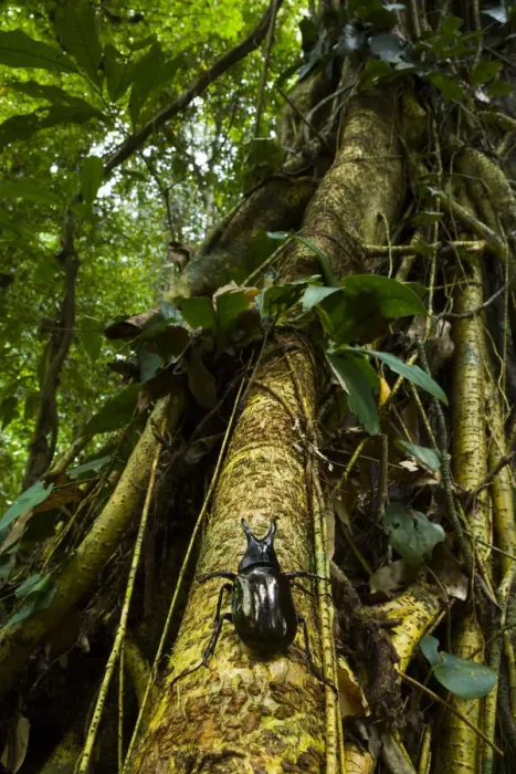 Framed Print : Rhinoceros beetle (Chalcosoma moellenkampi) climbing up tree trunk, Danum Valley Reserve Framed Print : Rhinoceros beetle (Chalcosoma moellenkampi) climbing up tree trunk, Danum Valley Reserve