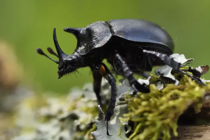 Framed Print : Rhinoceros beetle, (Oryctes sp) on a moss covered tree trunk, Tangjiahe National Nature Reserve Framed Print : Rhinoceros beetle, (Oryctes sp) on a moss covered tree trunk, Tangjiahe National Nature Reserve