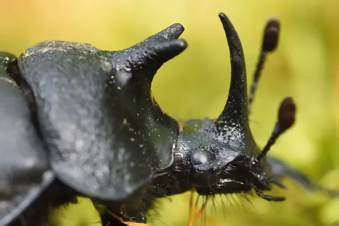 Framed Print : Rhinoceros beetle, (Oryctes sp) on a moss covered tree trunk, Tangjiahe National Nature Reserve
