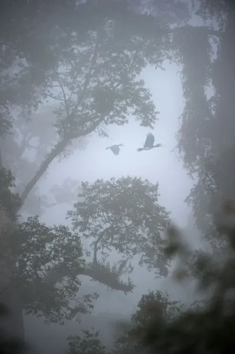 Framed Print : Rhinoceros hornbills (Buceros rhinoceros) pair flying over the canopy with mist hanging Framed Print : Rhinoceros hornbills (Buceros rhinoceros) pair flying over the canopy with mist hanging