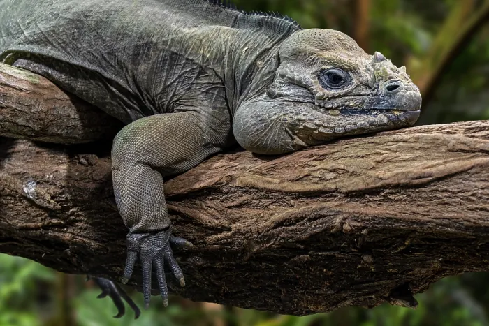 Framed Print : Rhinoceros iguana (Cyclura cornuta) resting in tree. Captive, occurs in Hispaniola. Endangered