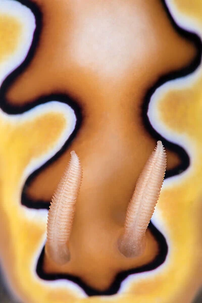 Detail of rhinopores and the colour pattern of a toxic Nudibranch (Goniobranchus coi