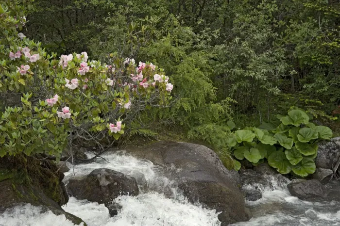 Framed Print : Rhododendron (Rhododendron souliei) and Leopard plant (Ligularia sp) on bank of river Framed Print : Rhododendron (Rhododendron souliei) and Leopard plant (Ligularia sp) on bank of river