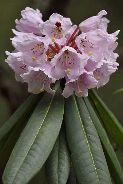 Rhododendron (Rhododendron sp) in flower, Tangjiahe National Nature Reserve, Qingchuan County