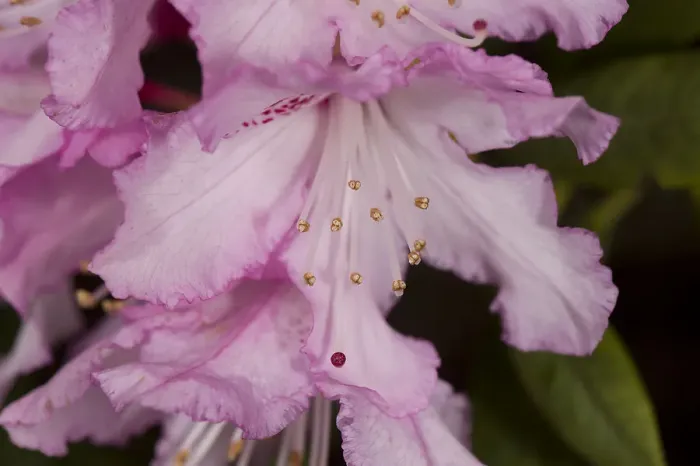 Framed Print : Rhododendron (Rhododendron sp) flower, anthers and red stigma visible. Garden in Surrey Framed Print : Rhododendron (Rhododendron sp) flower, anthers and red stigma visible. Garden in Surrey