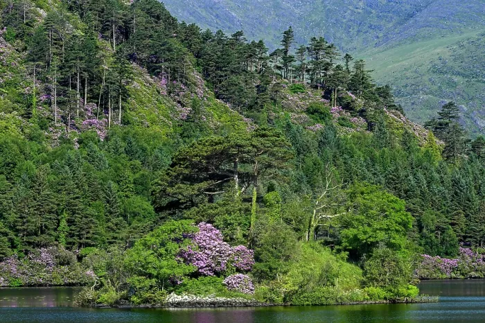 Framed Print : Rhododendrons in flower along Glenmore Lake, Beara Peninsula, County Cork, Republic of Ireland. June, 2023 Framed Print : Rhododendrons in flower along Glenmore Lake, Beara Peninsula, County Cork, Republic of Ireland. June, 2023
