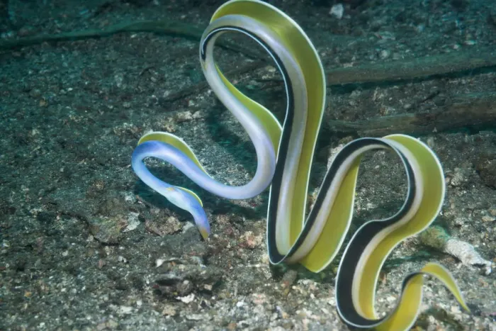 Framed Print : Ribbon eel ( Rhinomuraena quaesita) Lembeh Strait, North Sulawesi, Indonesia Framed Print : Ribbon eel ( Rhinomuraena quaesita) Lembeh Strait, North Sulawesi, Indonesia