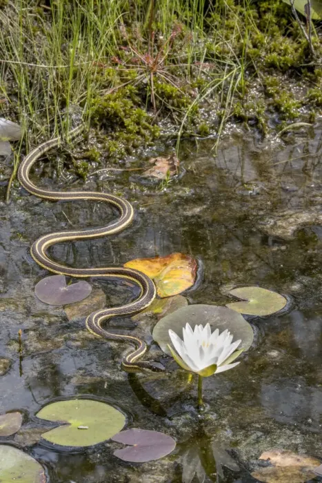 Framed Print : Ribbon snake (Thamnophis saurita) gliding over water surface towards a Fragrant water lily (Nymphaea odorata), Webbs Mill bog, Pinelands National Preserve, New Jersey, USA. August Framed Print : Ribbon snake (Thamnophis saurita) gliding over water surface towards a Fragrant water lily (Nymphaea odorata), Webbs Mill bog, Pinelands National Preserve, New Jersey, USA. August