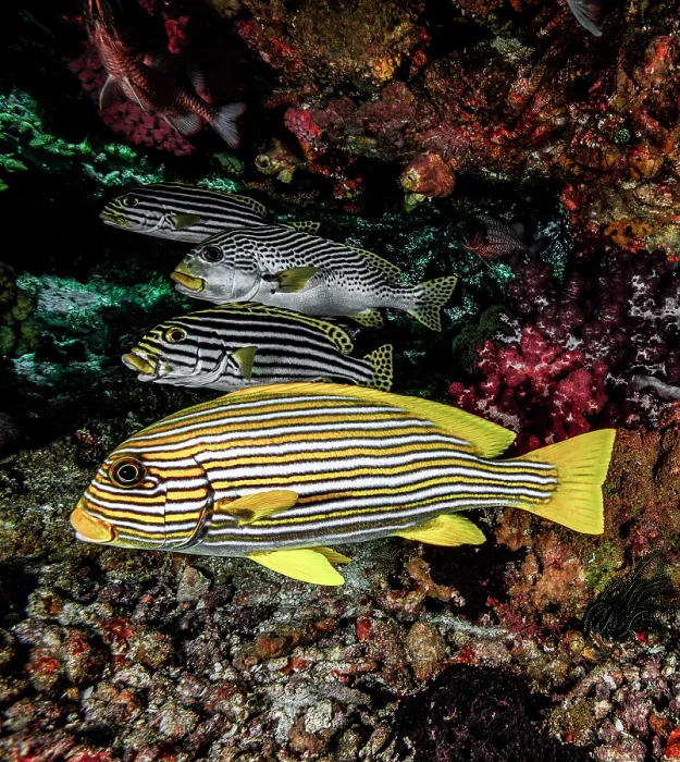 Framed Print : Ribbon sweetlips (Plectorhinchus polytaenia) top Framed Print : Ribbon sweetlips (Plectorhinchus polytaenia) top