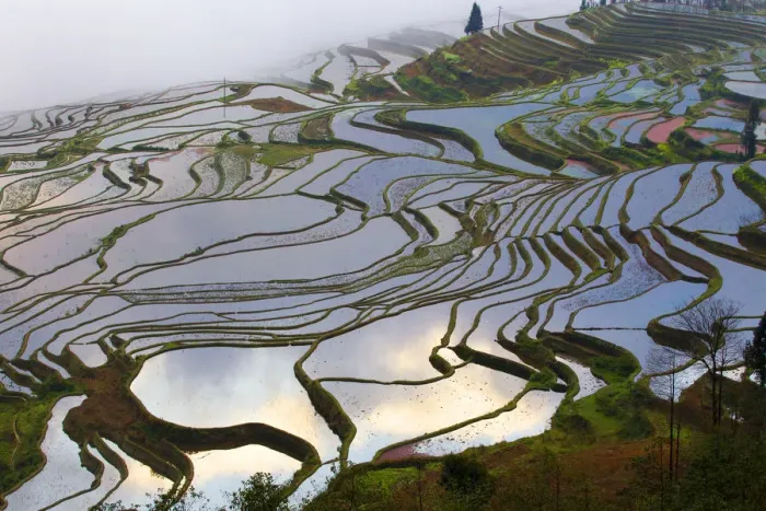 Framed Print : Rice terraces at sunrise, near Duoyishu village, Yunnan Province, China Framed Print : Rice terraces at sunrise, near Duoyishu village, Yunnan Province, China