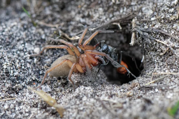 Framed Print : Ridge-saddled spider wasp (Cryptocheilus notatus) dragging Sac spider (Clubiona sp.) prey into its nest burrow in a sandy bank in heathland, Dorset, England, UK. August Framed Print : Ridge-saddled spider wasp (Cryptocheilus notatus) dragging Sac spider (Clubiona sp.) prey into its nest burrow in a sandy bank in heathland, Dorset, England, UK. August