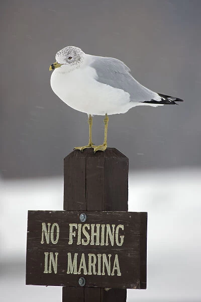 Ring-billed Gull (Larus delawarensis) perched on a No Fishing sign, New York