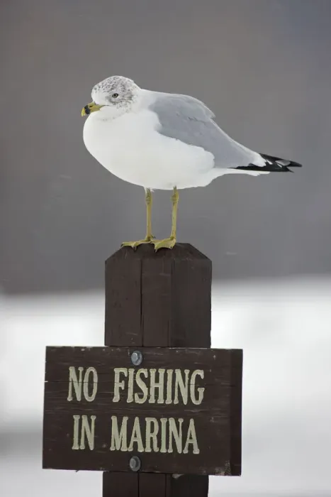 Framed Print : Ring-billed Gull (Larus delawarensis) perched on a No Fishing sign, New York Framed Print : Ring-billed Gull (Larus delawarensis) perched on a No Fishing sign, New York