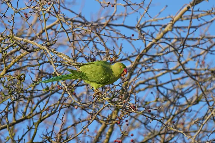 Framed Print : Ring-necked parakeet (Psittacula krameri) feeding on hawthorn berries, Reddish Vale Country Park, Greater Manchester, UK. December Framed Print : Ring-necked parakeet (Psittacula krameri) feeding on hawthorn berries, Reddish Vale Country Park, Greater Manchester, UK. December
